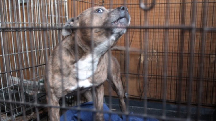 New dog laws ‘lack bite’