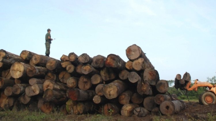 End ‘damaging’ biomass subsidy, Osborne told