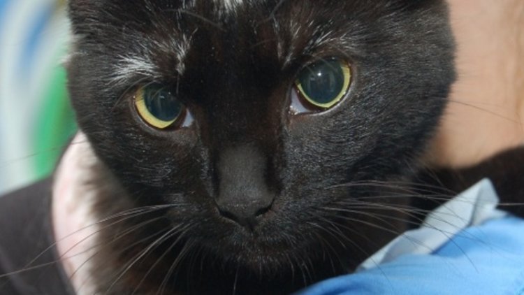 Vets call on public to respond to DEFRA consultation