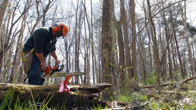 Ash trees 'could disappear in Britain'
