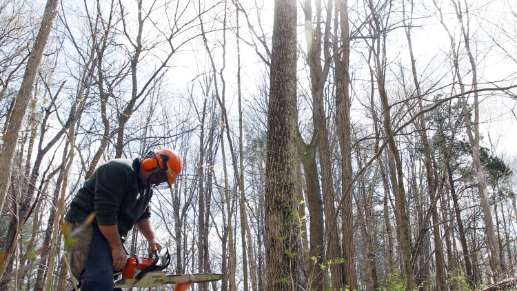 EU safeguards 'not protecting UK forests'