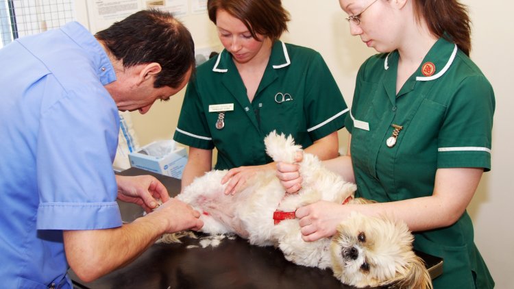 Ideal Queen's Speech: Protect the title 'Veterinary Nurse'
