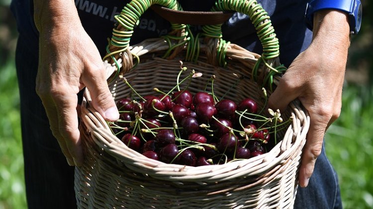 Government bid to rebrand fruit-picking jobs as staff shortages follow Brexit vote