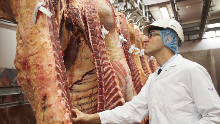 EU vets must be guaranteed right to stay and work in UK to safeguard animal welfare says BVA
