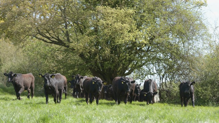End the regressive and medieval practice of badger culling