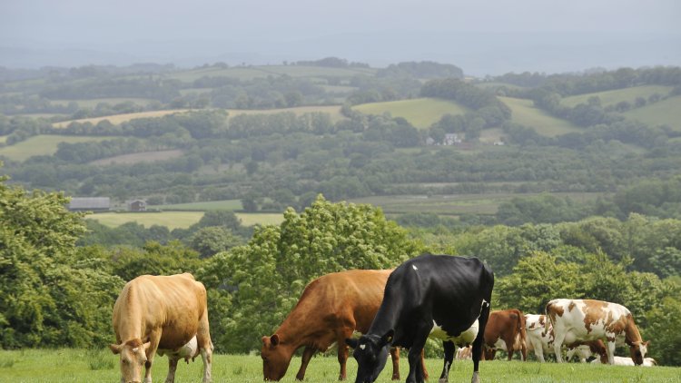 English beef and sheep farmers leading the way to emissions reductions