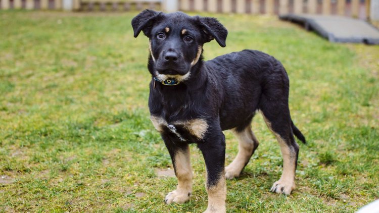 Blue Cross welcomes parliamentary debate into pet theft legislation