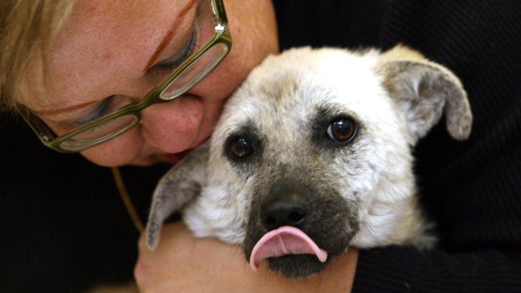 Irresponsible pet breeding is rising & supply now outweighs demand