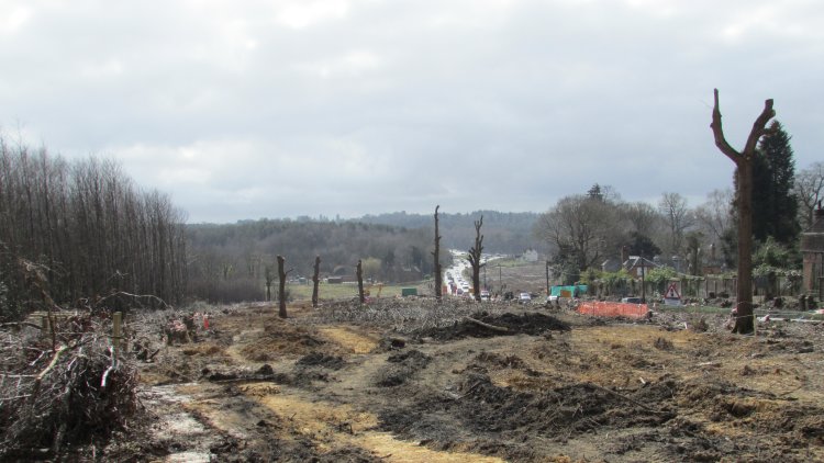 England in danger of ‘lapsing into deforestation,’ says Woodland Trust