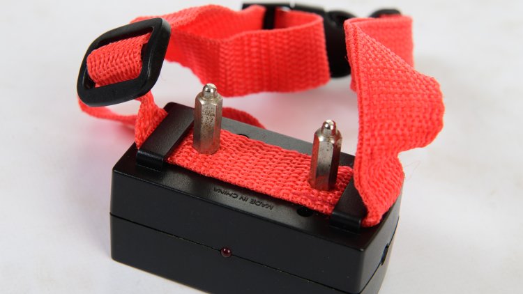 Electronic shock collars: Shockingly still legal says Dogs Trust