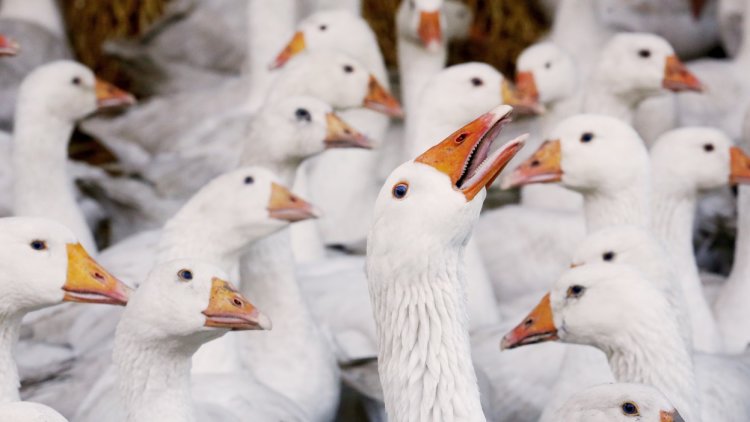 Is a UK ban on Foie Gras too much to stomach?