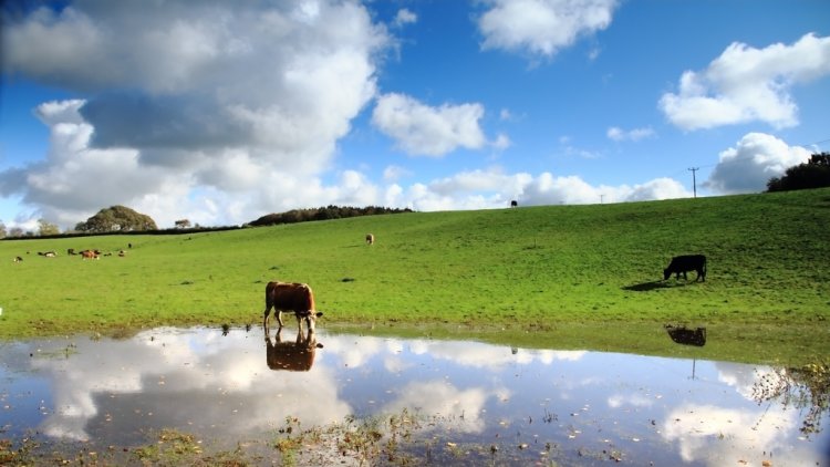 Smaller farms heading towards a cliff edge, warns CPRE