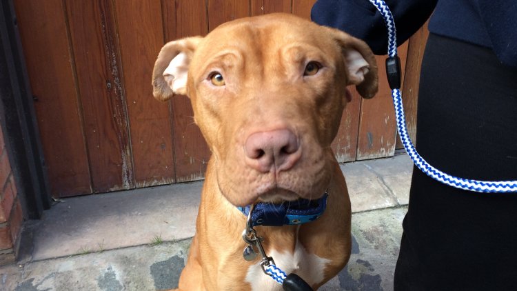 Blue Cross welcomes support from police and enforcers for rethink of ‘killer’ dog law