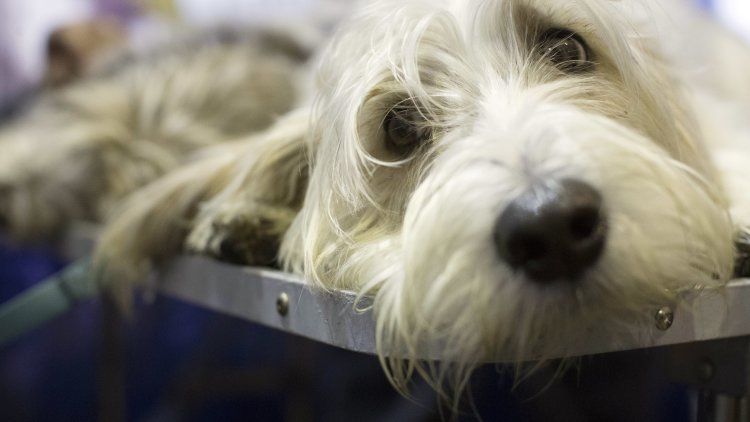 The animal health industry needs certainty after Brexit to help protect UK animal health and welfare