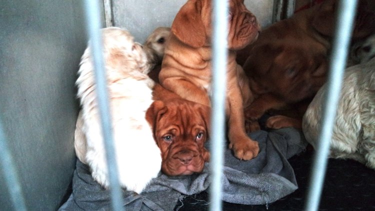 The horrifying truth behind Britain's secret puppy trade