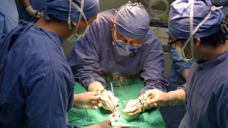 UK faces a potential vet shortage post-Brexit according to Veterinary Regulator