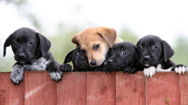 Michael Gove mulling ban on pet shop puppy sales