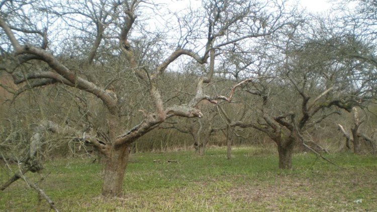 Lower Thames Crossing proposals threaten ancient woods in Kent and Essex