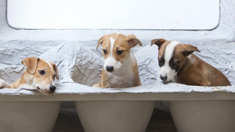 'It is time to stop puppy farms once and for all'