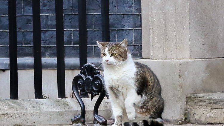 Government mulls fines for cat owners who fail to get pets microchipped