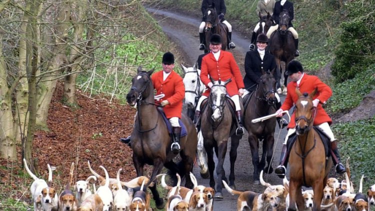 Labour promises to toughen up law on illegal fox hunting