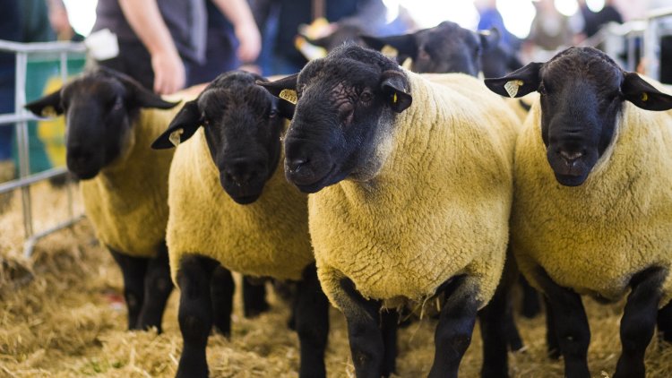 We must vigorously defend high animal welfare and environmental sustainability standards in FTAs