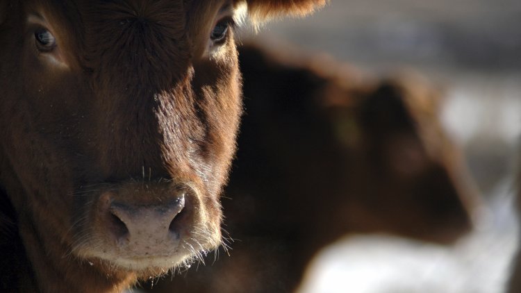 Joint call to end non-stun slaughter