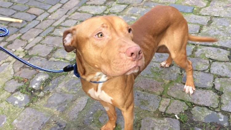 Blue Cross welcomes EFRA Committee recommendations for independent review of Dangerous Dogs Act