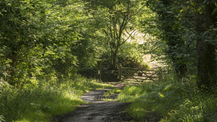 Will the Environment (Principles and Governance) Bill deliver a Green Brexit?