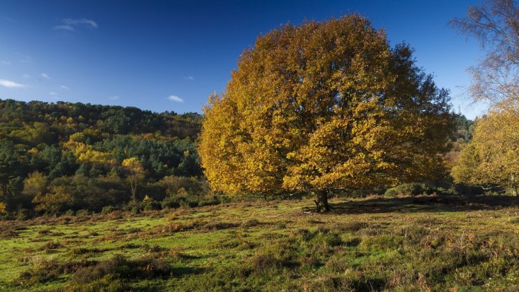 Our native trees have never faced a more formidable array of threats from disease and pests