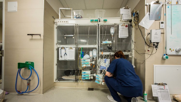 BVA responds to government update on local anaesthetic shortages