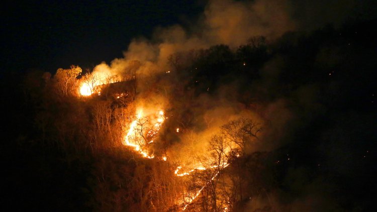The Amazon rainforest must not be sacrificed on the altar of free trade with Europe