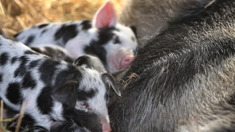 Vets pleased to see animal sentience back on Government’s agenda in Queen’s Speech
