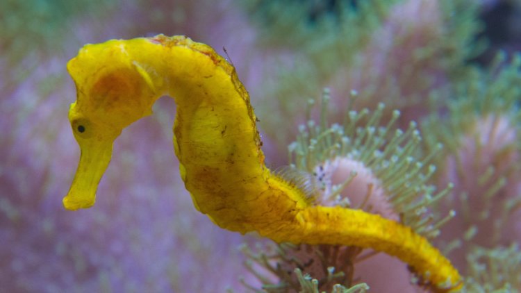 With millions killed and traded every year, the future of seahorses is under threat