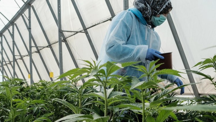 MPs demand ‘urgent’ medicinal cannabis inquiry amid calls to boost drug's availability