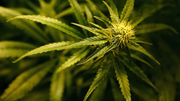 It's time to address the glaring anomalies and take a fresh look at the UK's drugs policy