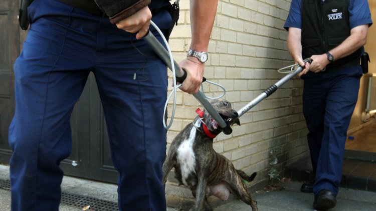 Dog fighting can be the 'entry level' to wider involvement in organised crime