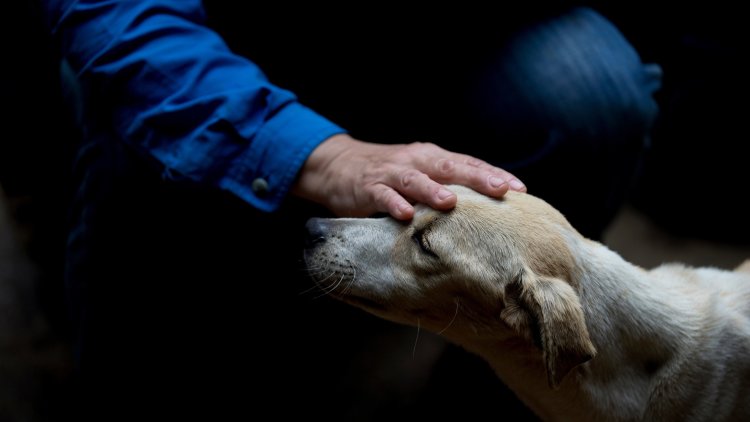 MPs’ focus on RSPCA a ‘disappointing distraction’ from animal welfare improvements, say vets