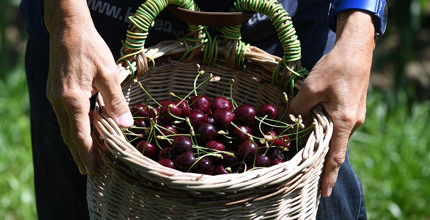Fruit picking Fruit picking