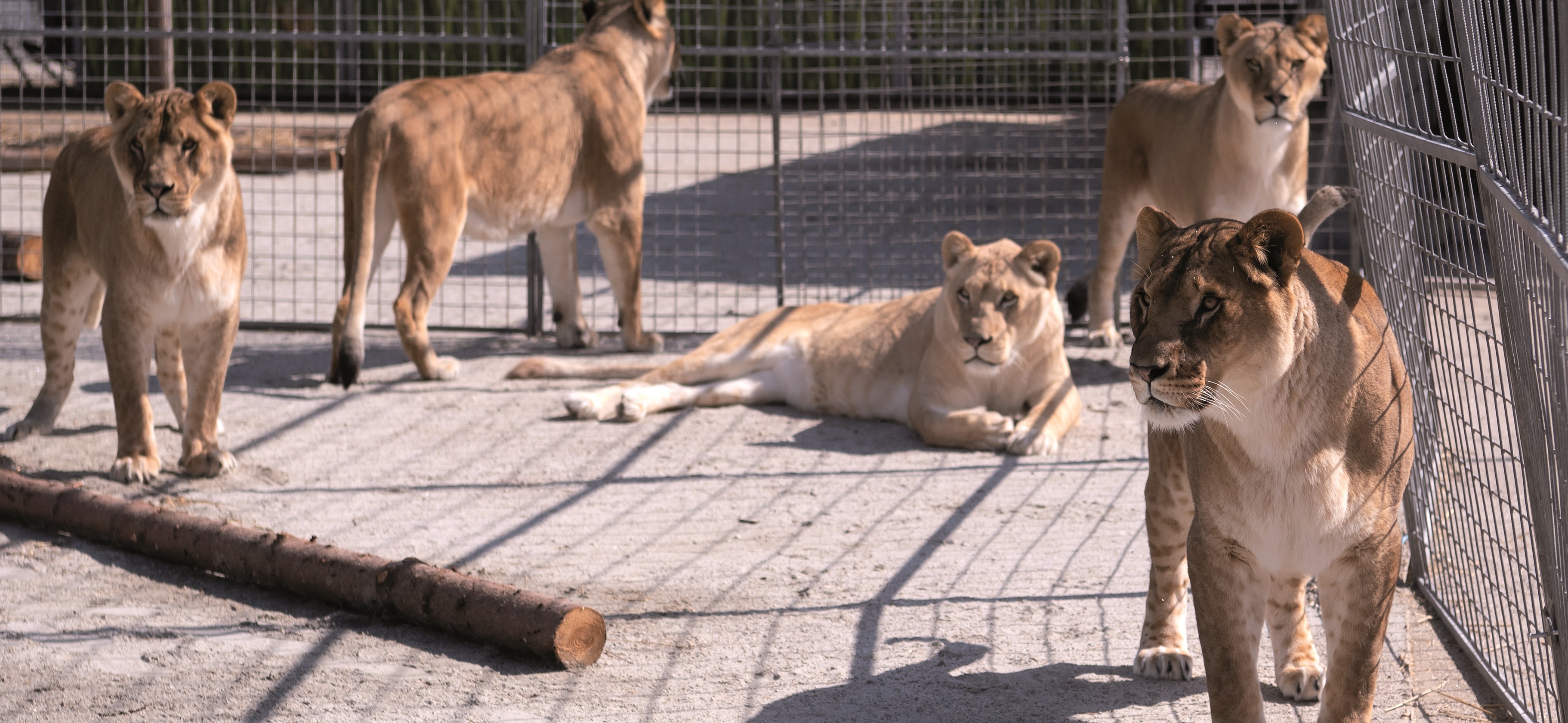 Lions Lions