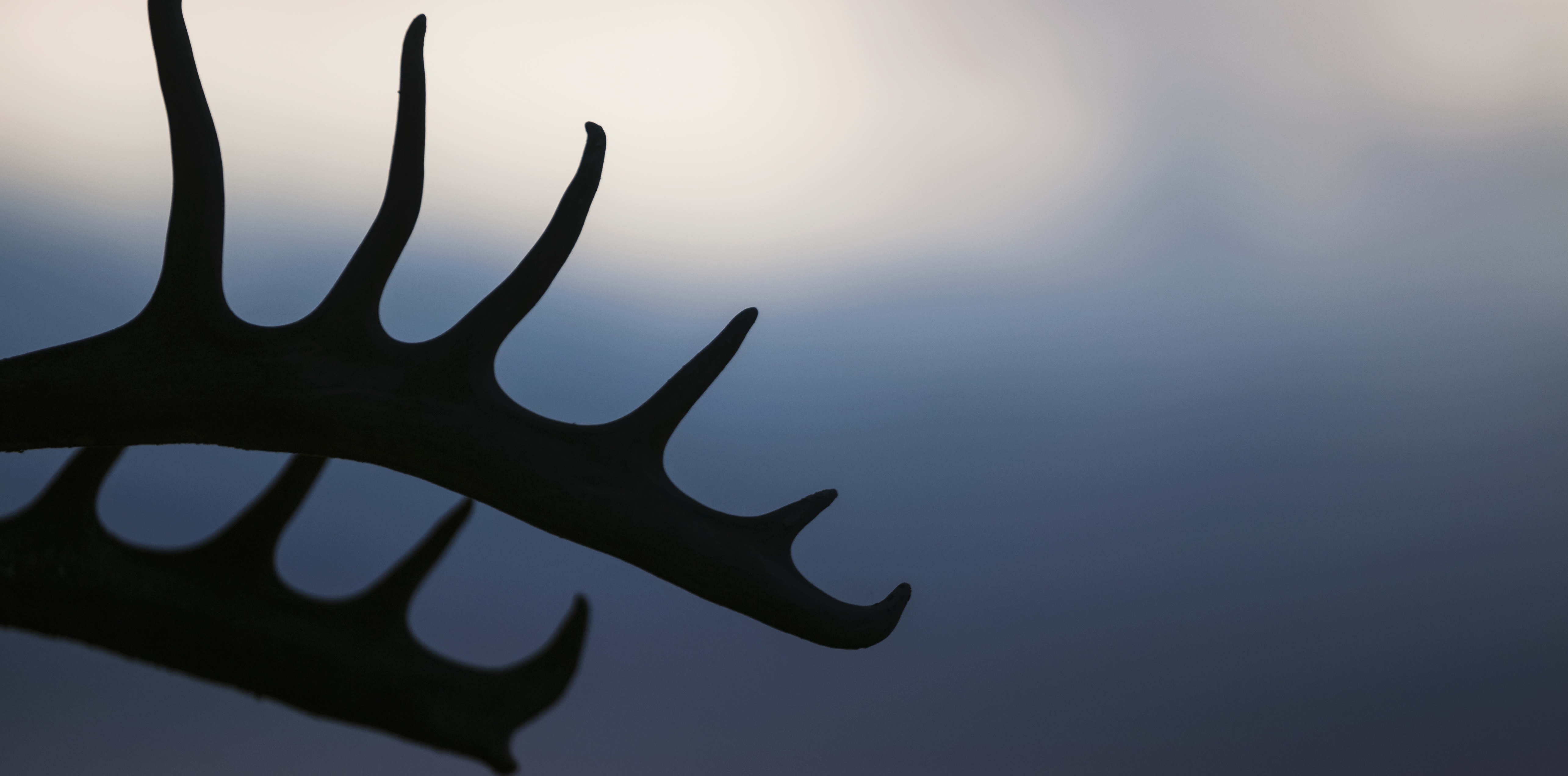 Trophy Hunting Trophy Hunting