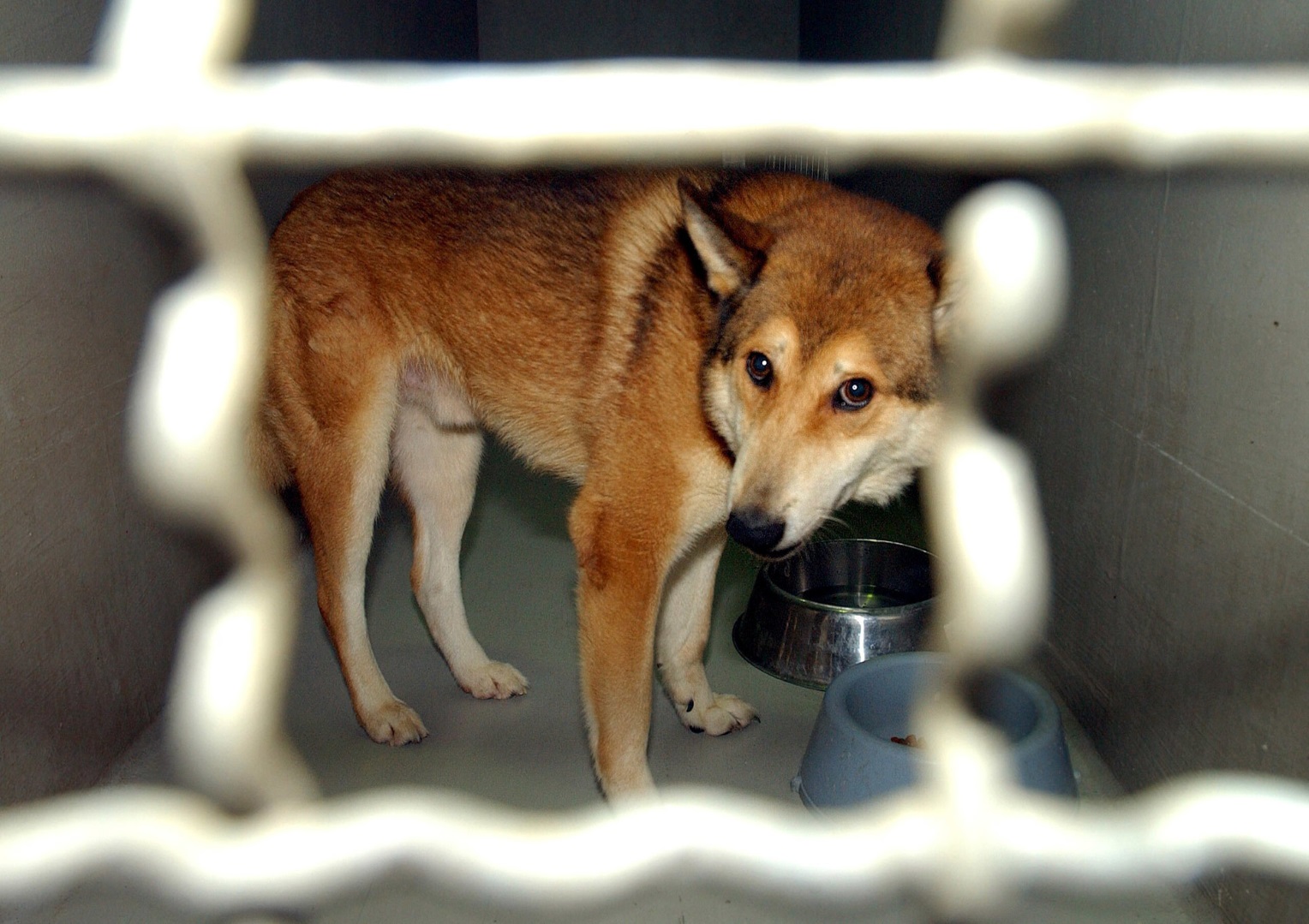 Dog in a cage. Dog in a cage.