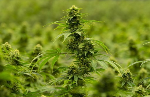 Cannabis Cannabis
