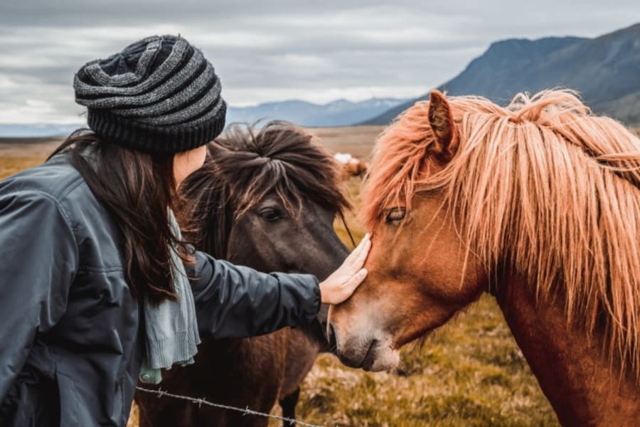 Tourist with Icelandic horses before a riding tour