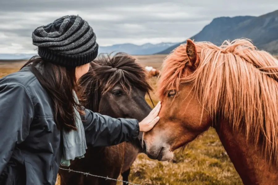 Tourist with Icelandic horses before a riding tour