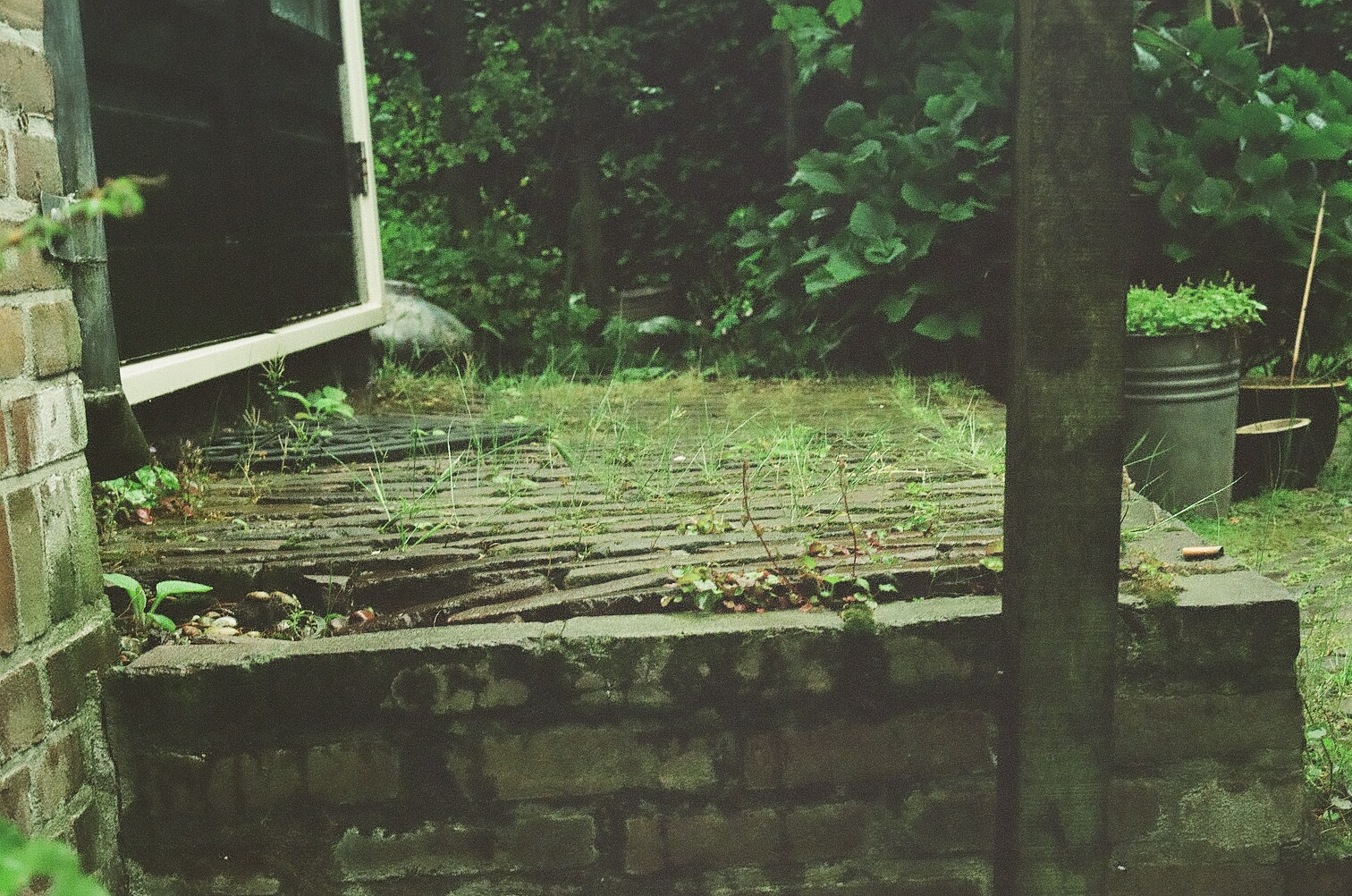 Greenery in Zaandam 
