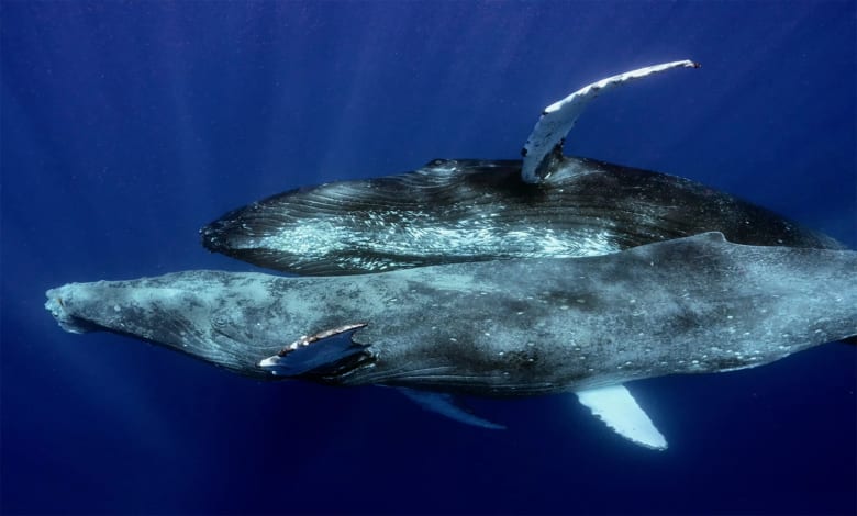 Homosexuality in the Animal Kingdom two male whales mating