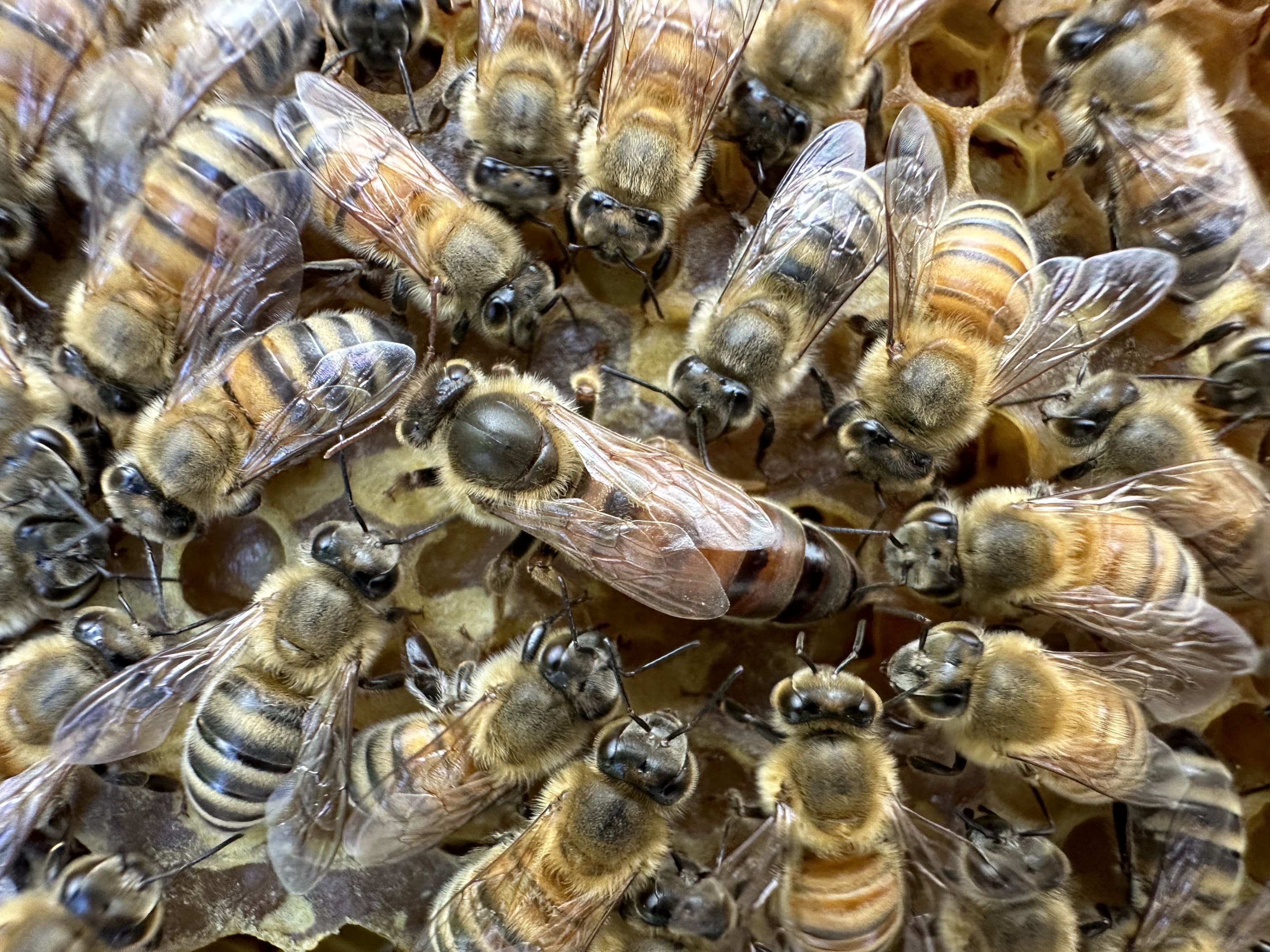 Close-up of a queen bee and many honeybees on a honeycomb.