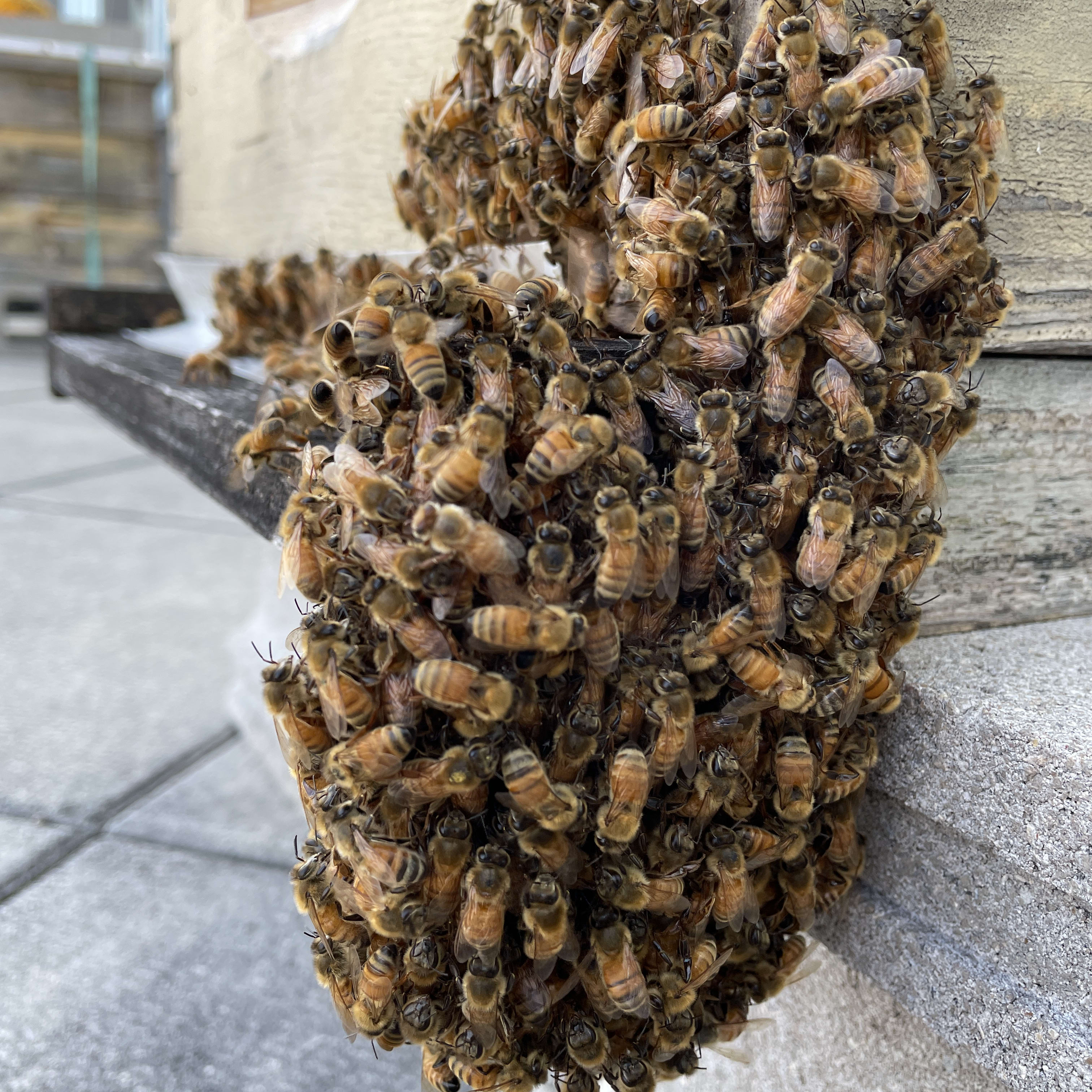 A close-up view of a large cluster of bees gathered on the corner of a wooden structure.