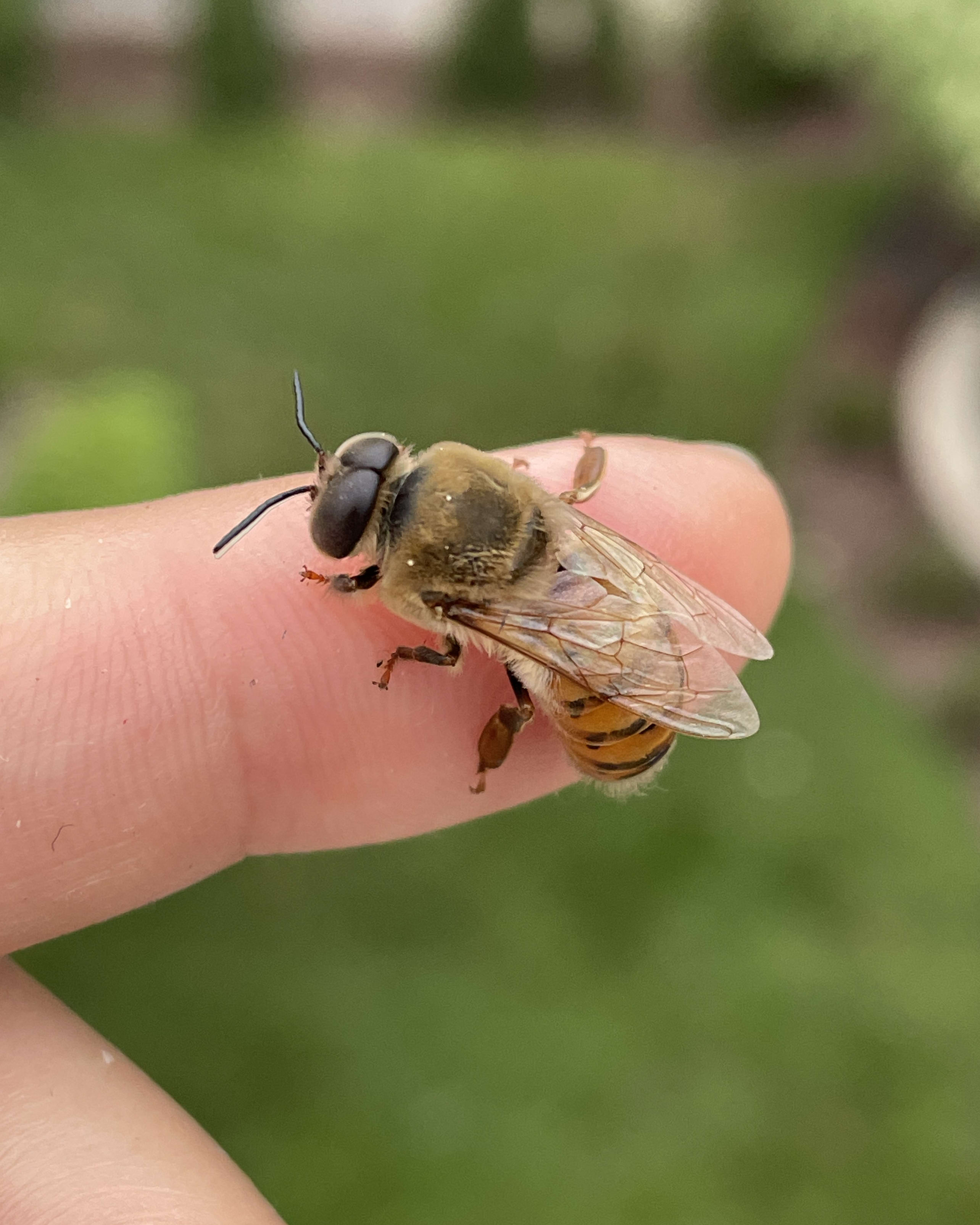 Close-up photo of a drone honeybee perched on a human finger.